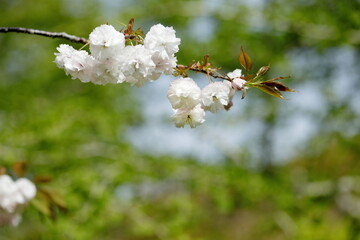 春に満開の八重桜
