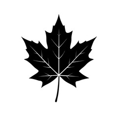Maple Leaf Silhouette  vector illustration