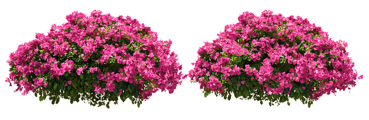 Fototapeta premium Bougainvillea flowers with vibrant pink petals isolated on a transparent background