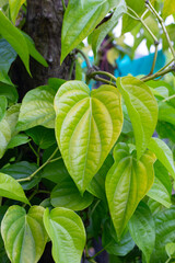 Green leaves of betel plant in the garden
