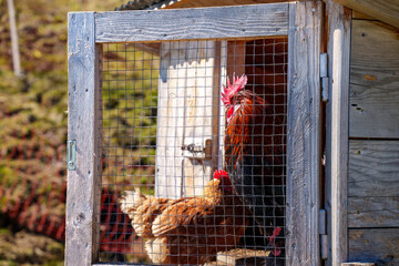 View through the door of a chicken coop to a rooster and hen © Sandra Alkado