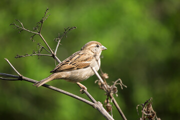 Ornithology. Sparrow (Passer domesticus) perched on tree branch on green natural background. Bird, animal idea concept. Sparrow.	