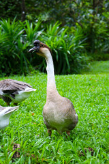 A group of geese on a lush green lawn
