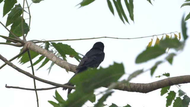 Black Drongo, a sleek glossy-black bird with forked tail, known for fearless nature, agile flight, and loud calls across open landscapes.