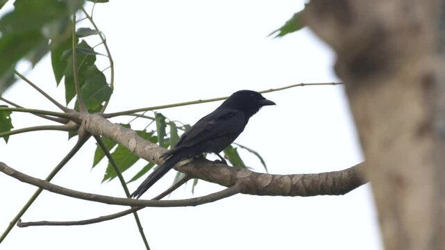 Black Drongo, a sleek glossy-black bird with forked tail, known for fearless nature, agile flight, and loud calls across open landscapes.