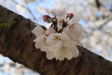 cherry tree blossom