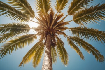 Fototapeta premium coconut palm tree shot from below, over blue summer or spring sky