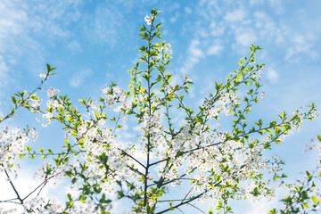 Spring Blossom Against Blue Sky – Cherry Tree in Full Bloom