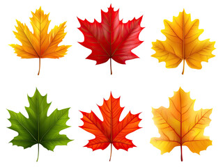 Fototapeta premium Collection of Vibrant Autumn Maple Leaves in Various Shades of Red, Orange, Yellow and Green