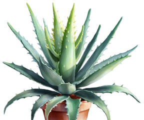 Fototapeta premium Watercolor Illustration of an Aloe Vera Plant in a Terracotta Pot, Capturing the Botanical Beauty and Artistic Simplicity of this Succulent Garden Favorite