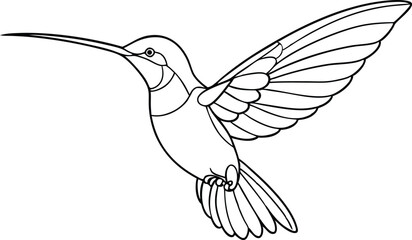 Fototapeta premium Hummingbird Line Art, Black Outline, Flying Bird Illustration, Detailed Wing, White Background