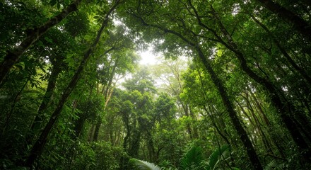 Fototapeta premium Lush Green Forest Canopy With Sunlight Streaming Through