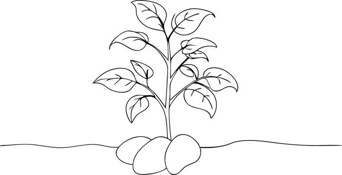 recommend clip art: Single line art Potato plant with roots, leaves, sprouts in black and white drawing