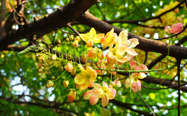 Yellow flower blossom under the tree (Cassia x nealiae . Irwin & Barnebe)