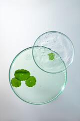 Large round petri dish containing bright green gotu kola leaves, slightly ribbed, raised veins. Small petri dish containing thick gel, many bubbles floating on the surface. Empty space for text.