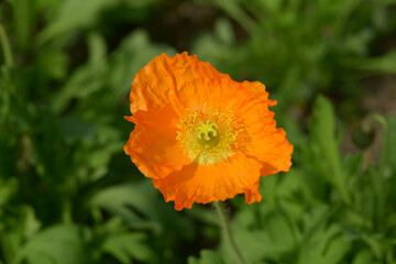 オレンジ色のケシの花