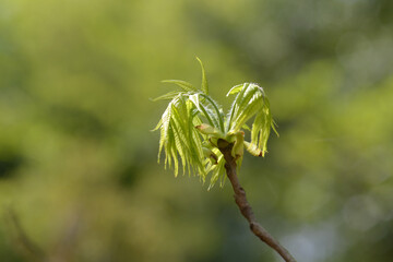 ノグルミの新芽
