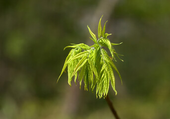ノグルミの新芽