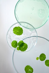 Flat lay of three round petri dishes of different sizes are stacked to create a layered composition. Fresh green pennywort leaves are placed on top of each other. White background, vertical photo.