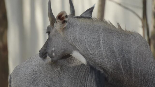 Macro close up of Nilgai grooming itself at zoo. Handheld