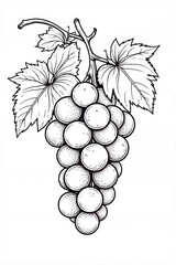 vector illustration of grapes, grapes line art, coloring page