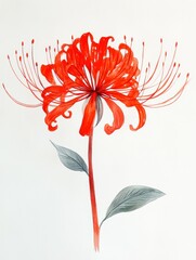 Red Spider Lily Flower Watercolor Illustration