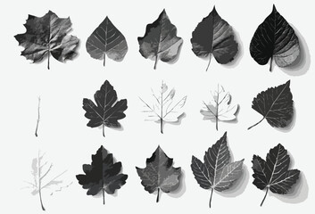 set of leaf