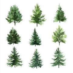 Obraz premium Watercolor green pine trees set for Christmas New Year decoration minimalistic hand-painted illustration