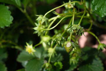 花の後の小さないちごの実