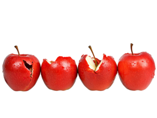 Four Red Apples: A Study in Degradation and Time, One Perfect, Two Bitten, One Broken