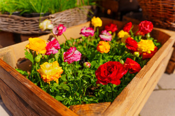 Vibrant Flower Box With Colorful Ranunculus Blooms In Spring