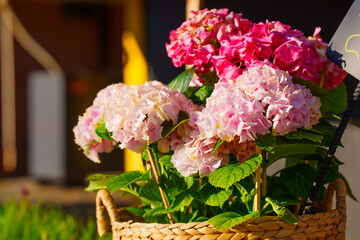 Vibrant Pink and White Hydrangea Blooms in a Decorative Basket