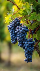 Obraz premium Clusters of plump, dark purple grapes hanging from vine