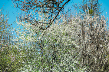  Beginning of spring. Fruit trees blooming within the city limits.