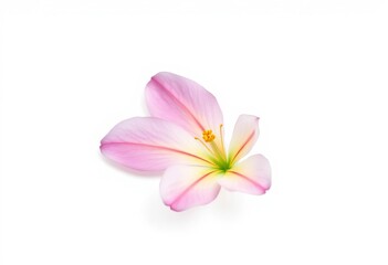 Fototapeta premium Single delicate flower petal, isolated on pure white background, abstract, macro