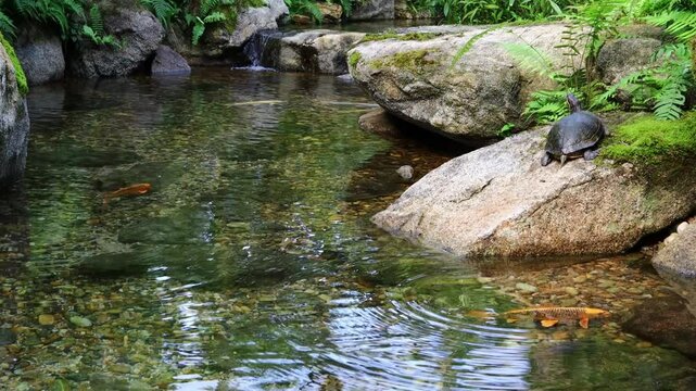 A turtle is resting on a rock by the lakeside.거북이가 호숫가 바위위에서 쉬고있습니다.