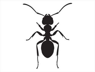 Ant silhouette white background