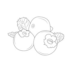 blueberry doodle art