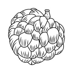 Fototapeta premium custard apple doodle art line