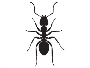 Ant silhouette white background