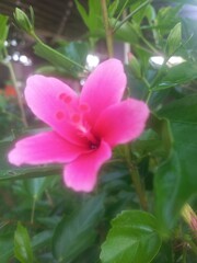 Fototapeta premium Hibiscus pink flower