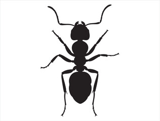Ant silhouette white background