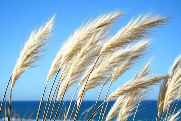 Pampas grass swaying gently in a coastal breeze against a vibrant blue sky
