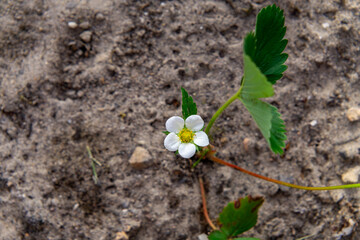 young strawberry plant growing in compacted, slightly sandy soil. The plant has several green leaves with serrated edges and a single white flower with a yellow center — a harbinger of future fruit