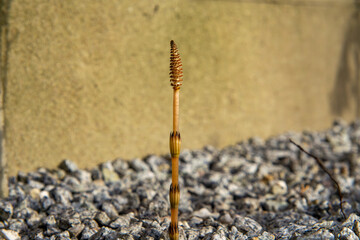 single horsetail shoot grows from gravel against a concrete wall. A minimalist composition that highlights the power of nature in an urban landscape