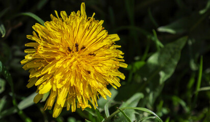 Close-up of a bright yellow dandelion flower that has bloomed against a background of green grass. Small black insects are visible on the petals.