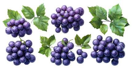 Purple grapes with green leaves, realistic 3D, isolated on white background