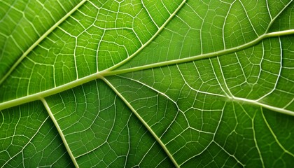 green leaf texture