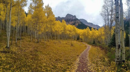 Fototapeta premium Autumnal path through golden aspen grove, mountains.