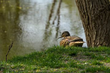Duck resting on grassy bank by calm water, tree trunk in background, serene nature scene.